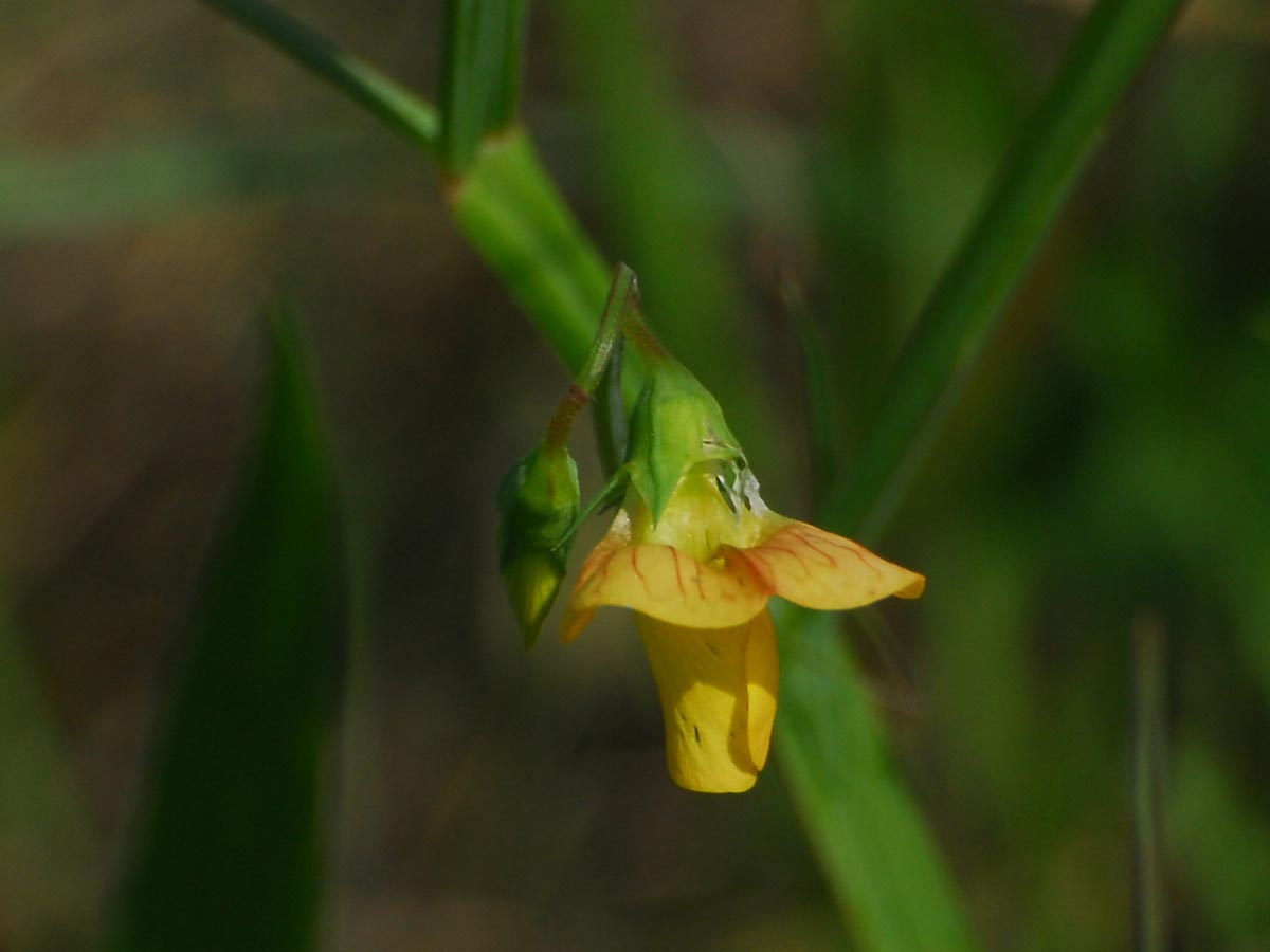 Blüte